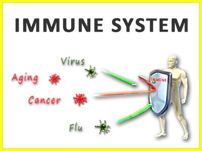 Stronger immune system